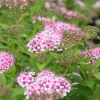 Spiraera Japonica Little Princess - Pot de 3L