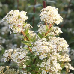 Spirée à feuille de myrte blanc - Pot de 3L