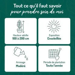 Spirée de Billiard rose. Le pot de 3 litres