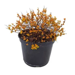 Spirée Japonaise Gold Mound. Le pot de 5 litres