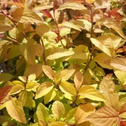 Spirée Japonaise Goldflame. Le pot de 7,5 litres