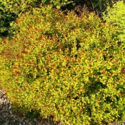 Spirée Japonaise Magic Carpet Walbuma. Le pot de 4 litres