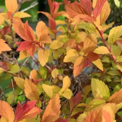 Spirée Japonaise Magic Carpet. Le pot de 4,5 litres