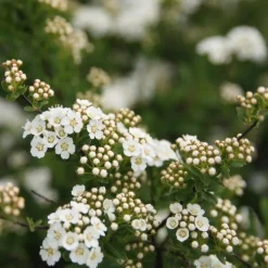 Spirée Japonaise Nipponica Snowmound touffe 20/40. Le pot de 3 litres