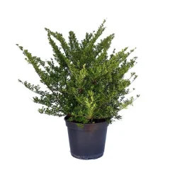 Spirée Japonaise Nipponica Snowmound touffe. Le pot de 5 litres