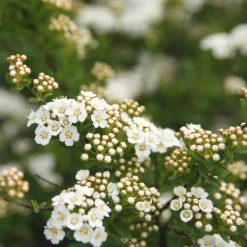 Spirée Japonaise Snowmound blanc - Pot de 7L