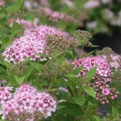 Spirée Japonica Little Princess rose. Le pot de 7,5 litres