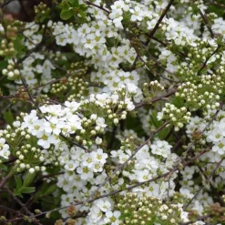Spirée Japonica Manon rose. Le pot de 4 litres