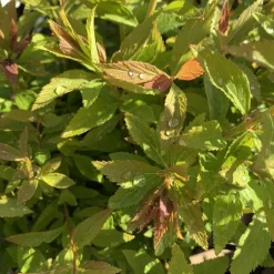 Spirée Japonica Shirobana rose 20/40. Le pot de 3 litres