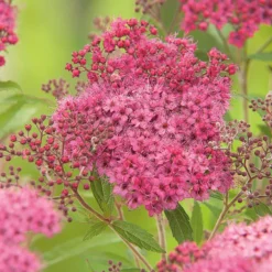 Spirée Magnum rose - Pot de 3L