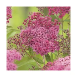 Spirée Magnum Rose (SPIREA MAGNUM ROSE)