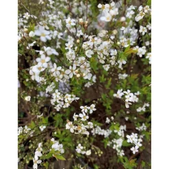 Spirée Thunbergii blanc 60/70. Le pot de 10 litres