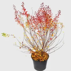 Spirée Thunbergii Fujino pink. Le pot de 5 litres