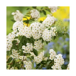 Spirée vanhouttei blanche en pot de 15 L