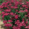 Spirea Japonica Anthony Waterer - Pot de 3L