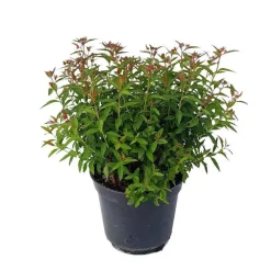 Spirea Japonica Anthony Waterer - Pot de 5L