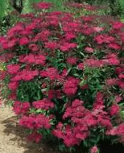 Spirea Japonica Anthony Waterer - Pot de 7L