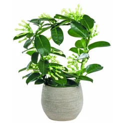 Stephanotis Arceau et cache-pot