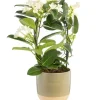 Stephanotis monté sur arceau en pot céramique Ø 12 cm