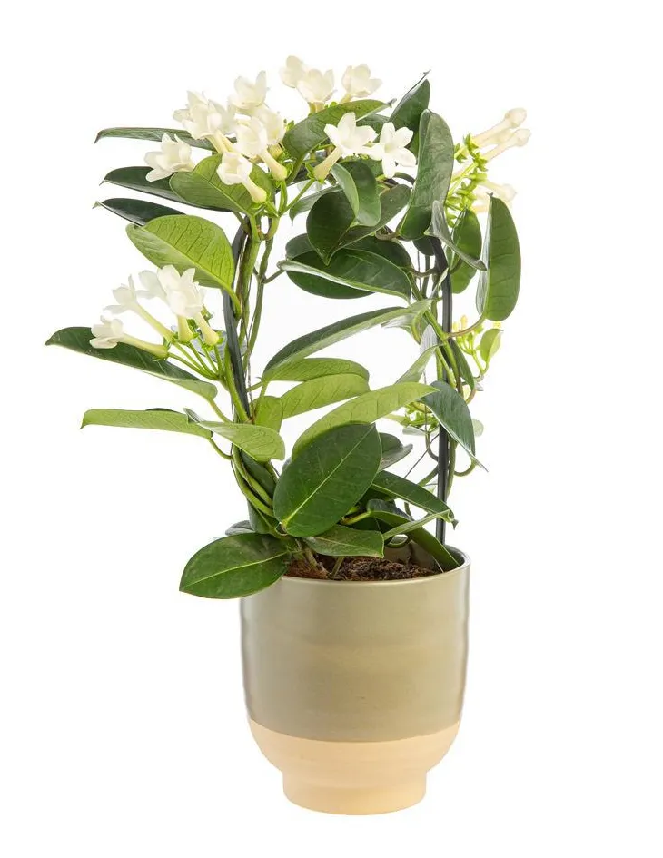 Stephanotis monté sur arceau en pot céramique Ø 12 cm