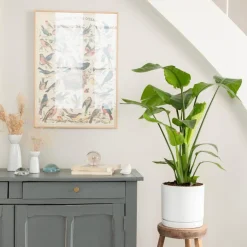 Strelitzia nicolai vert en pot blanc émaillé botanic®. Le pot Ø 24 cm