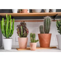 Substrat cactées et plantes grasses botanic® - 4 L