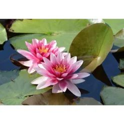 Substrat plantes aquatiques 5 L