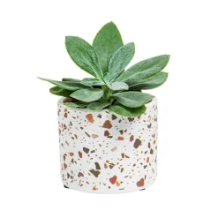 Succulente avec pot céramique modèles variés Ø 6,5 cm x H 10 cm