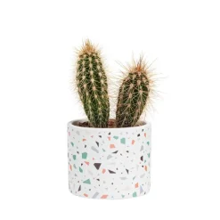 Succulente avec pot céramique modèles variés Ø 6,5 cm x H 10 cm