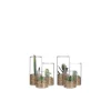Succulente verte artificielle en pot transparent H 13 x Ø 11 cm