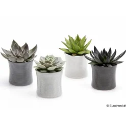 Succulentes en pot Ø 6 cm