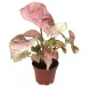 Syngonium Red Heart pot Ø14 cm