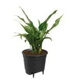 Système d’auto-arrosage en polypropylène noir Elho Self Watering insert - 33 cm