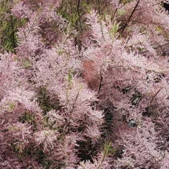 Tamaris de printemps rose. Le pot de 3 litres