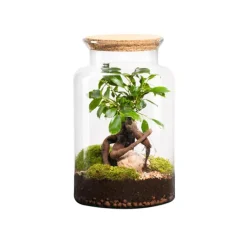 Terrarium autonome botanic® Jungle Classic Ginseng - Taille M Ø 24 cm H 30 cm