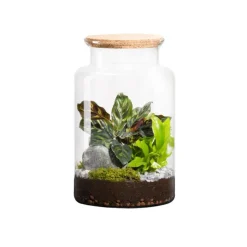 Terrarium autonome botanic® Jungle Classic - Taille M Ø 24 cm H 30 cm