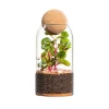 Terrarium autonome botanic® Niwa - Taille M Ø 8,5 cm H 24 cm