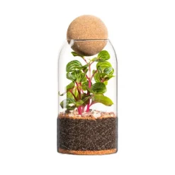 Terrarium autonome botanic® Niwa - Taille M Ø 8,5 cm H 24 cm