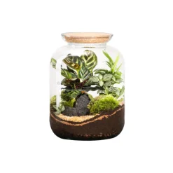Terrarium autonome botanic® Bonbonne Classic Mix - Taille S Ø 23 cm H 51 cm