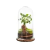 Terrarium autonome botanic® Spicy Ginseng - Taille M Ø 15 cm H 27 cm