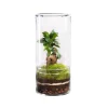 Terrarium autonome botanic® Green Tower Ginseng - Taille M Ø 12 cm H 27 cm