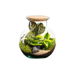 Terrarium autonome botanic® Havana Cala - Taille S Ø 19 cm H 20 cm