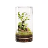 Terrarium autonome botanic® Green Tower Ginseng - Taille L Ø 15 cm H 30 cm