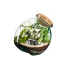 Terrarium autonome botanic® Kuego - Taille L Ø 26 cm H 26 cm