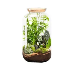 Terrarium autonome botanic® Bonbonne Classic Mix - Taille M Ø 23 cm H 41 cm