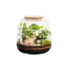Terrarium autonome botanic® Moly Mix - Taille M Ø 19 cm H 20 cm