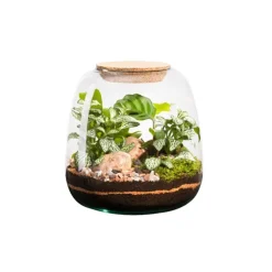 Terrarium autonome botanic® Moly Mix - Taille M Ø 19 cm H 20 cm
