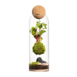 Terrarium autonome botanic® Niwa Kodedama - Ø 8,5 cm H 29 cm