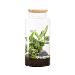 Terrarium autonome botanic® Jungle Classic - Taille L Ø 25 cm H 40 cm