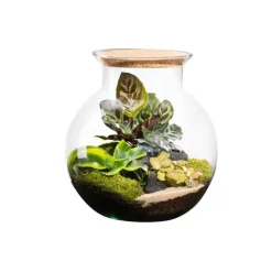 Terrarium autonome botanic® Havana Cala - Taille L Ø 25 cm H 27 cm